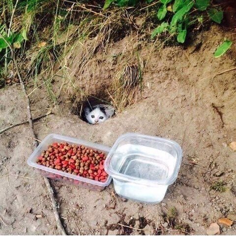길냥이 배식했더니..