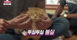 고양이 목에 생긴 혹
