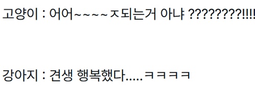 받아드리는것 같은 댕댕이