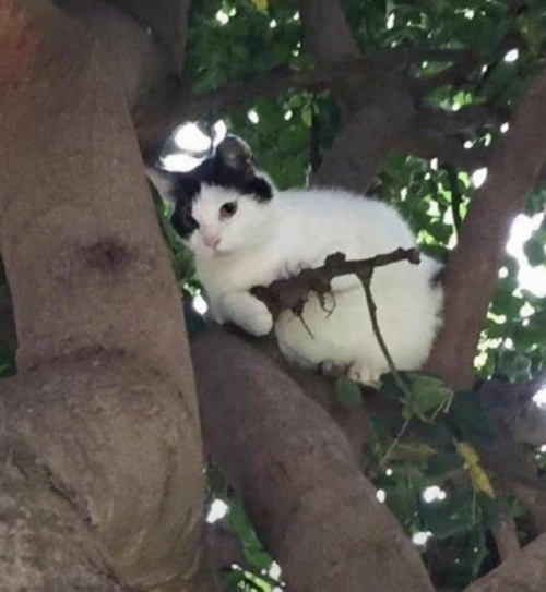 총으로 무장한 고양이
