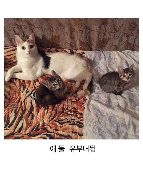 커뮤에서 봤던 고양이 근황