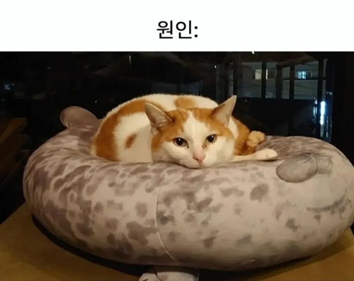 분명한 원인