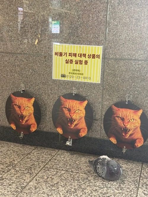 과연 효과가 있을까? 과연 효과가 있을까?