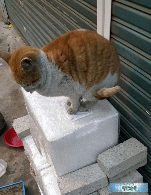 겨울 길거리에 핫팩을 버렸더 귀엽고.. 짠하네요