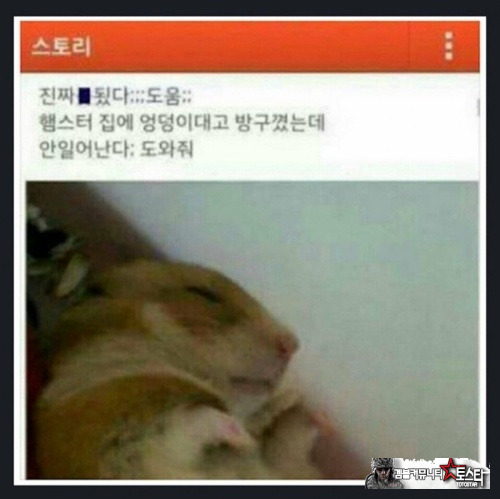까스 까스 독까스