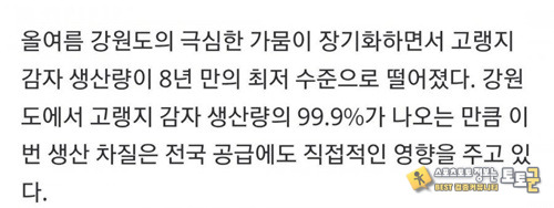 양상추 대란 양상추 대란