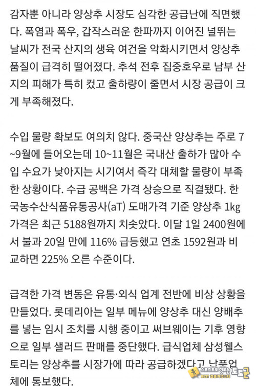 양상추 대란 양상추 대란