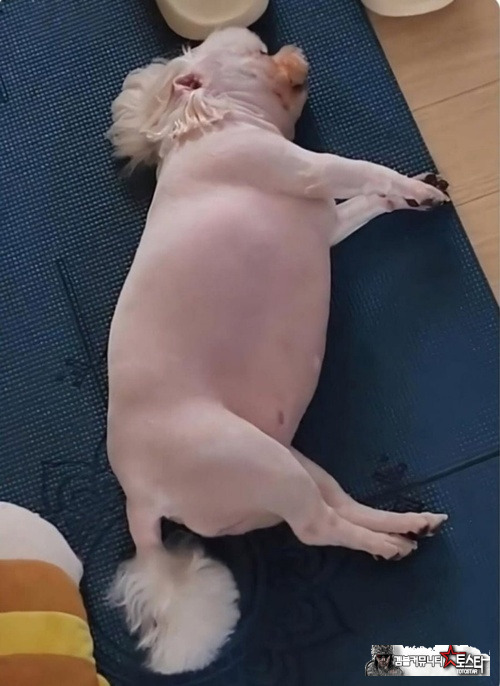 개돼지.ㅋ