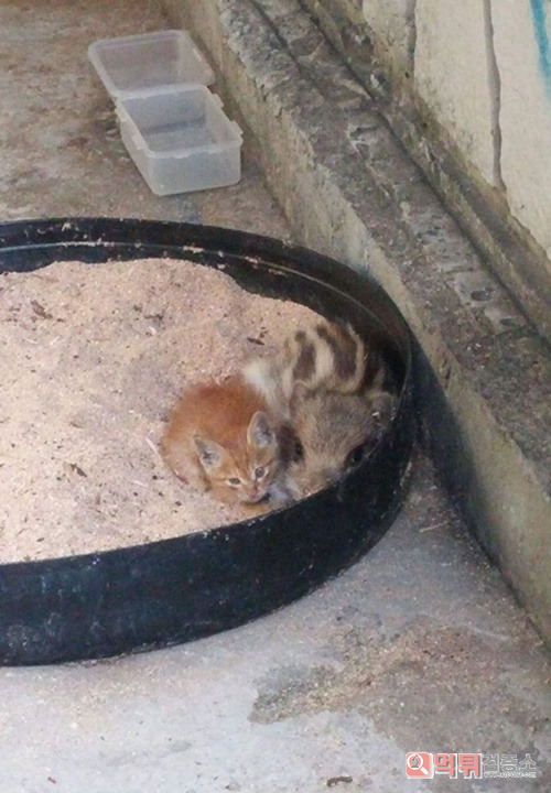 둘이 친구인가봐
