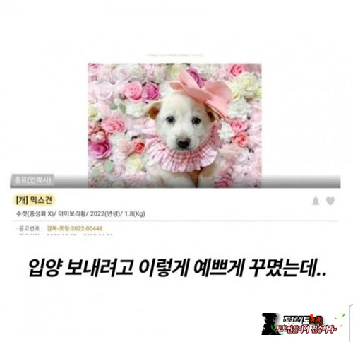 입양 가려고 꾸몄는데