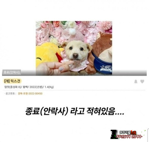 입양 가려고 꾸몄는데