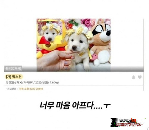 입양 가려고 꾸몄는데
