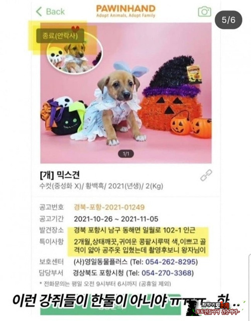 입양 가려고 꾸몄는데