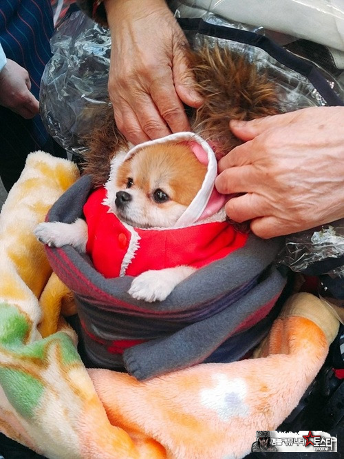 할머니들 키우는 강아지