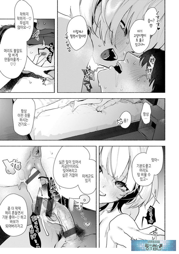 들고양이