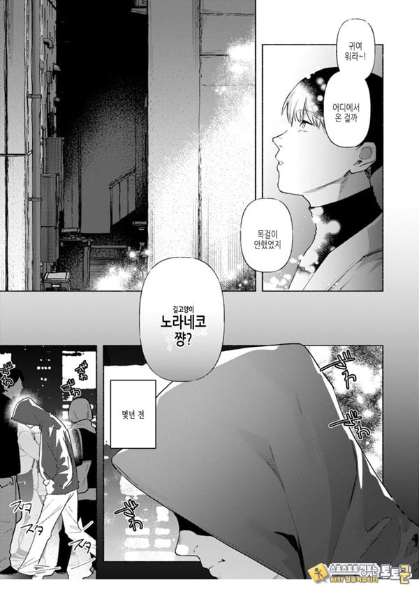 들고양이 들고양이