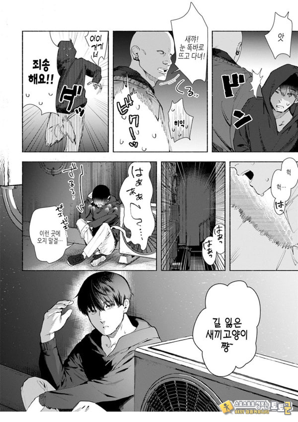들고양이 들고양이