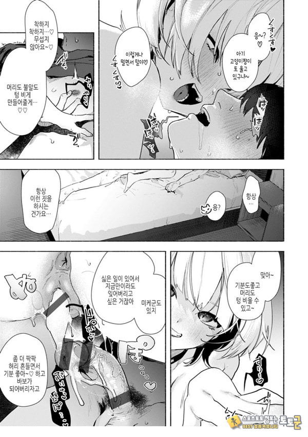 들고양이 들고양이