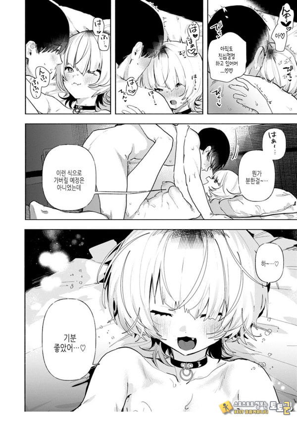 들고양이 들고양이