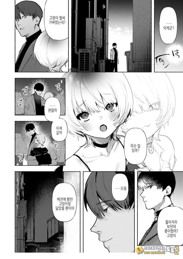 들고양이 들고양이