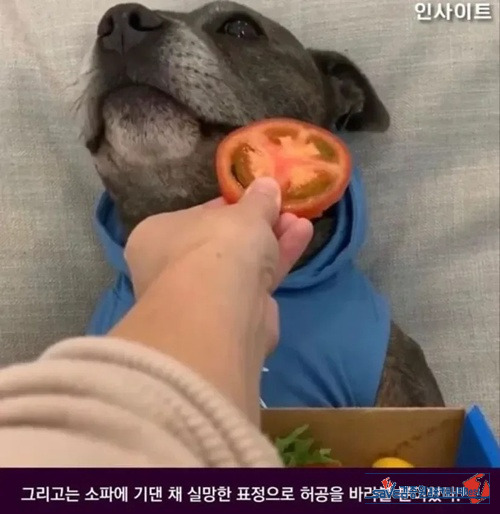 잔뜩 기대한 강아지