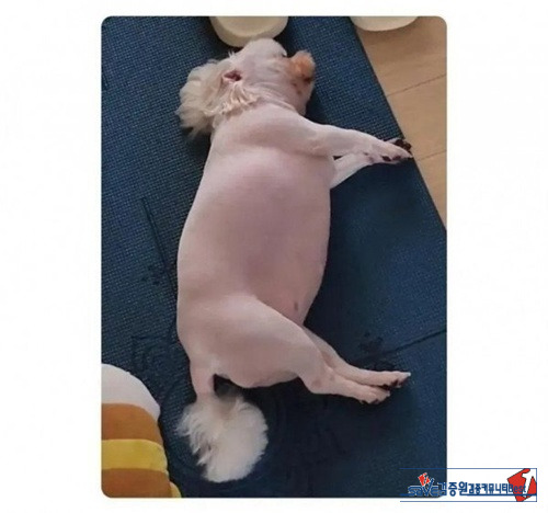 먹을 땐 행복했겠다 ㅋ