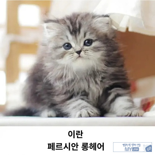 고양이과니까 틀린말은 아니네