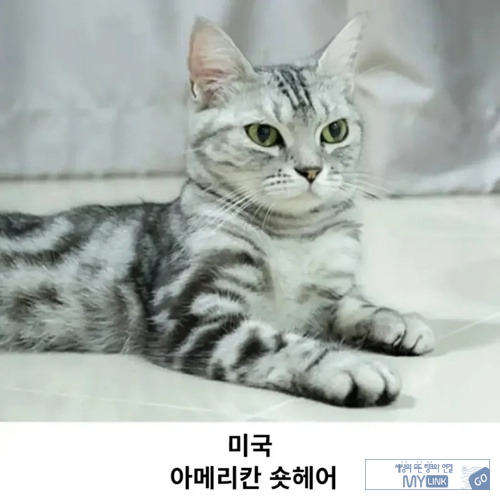 고양이과니까 틀린말은 아니네