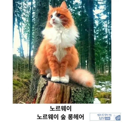 고양이과니까 틀린말은 아니네