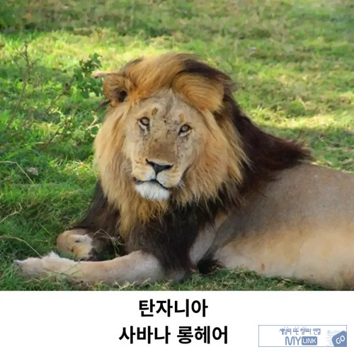 고양이과니까 틀린말은 아니네