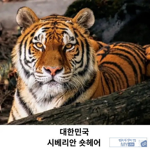 고양이과니까 틀린말은 아니네
