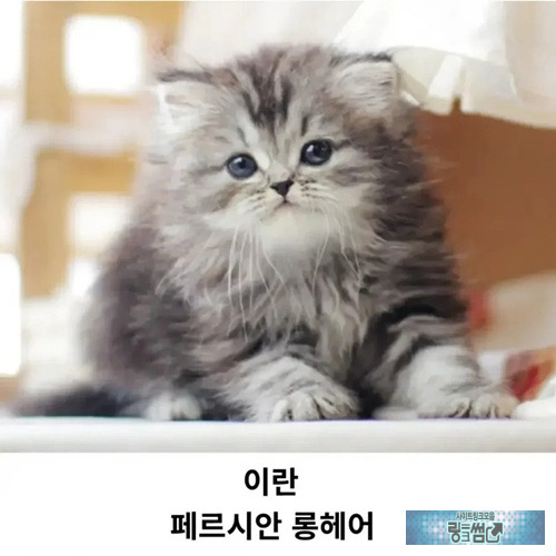 대표하는 고양이 품종