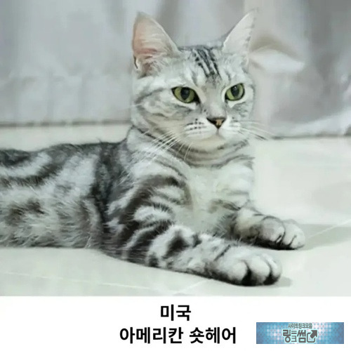 대표하는 고양이 품종