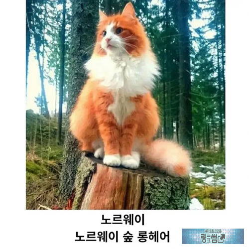 대표하는 고양이 품종