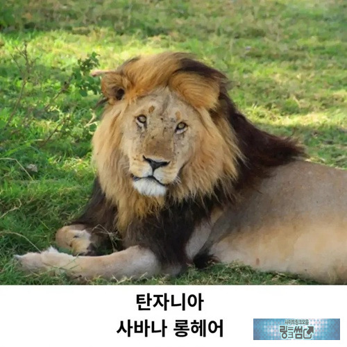 대표하는 고양이 품종