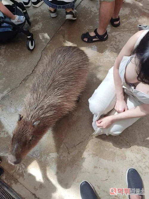 생각보다 큰 카피바라