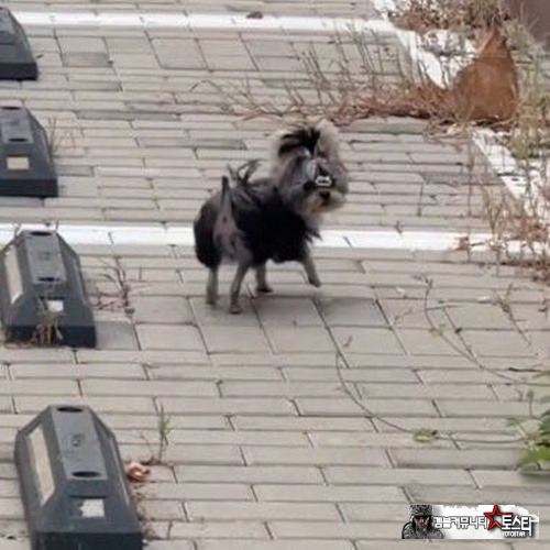 일본의 수배 전단