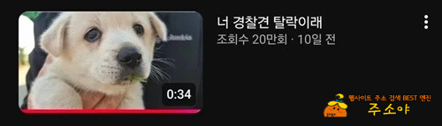 옆집개는 붙었다더라