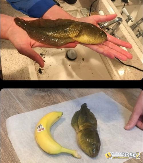 진화인가 퇴화인가 진화인가 퇴화인가
