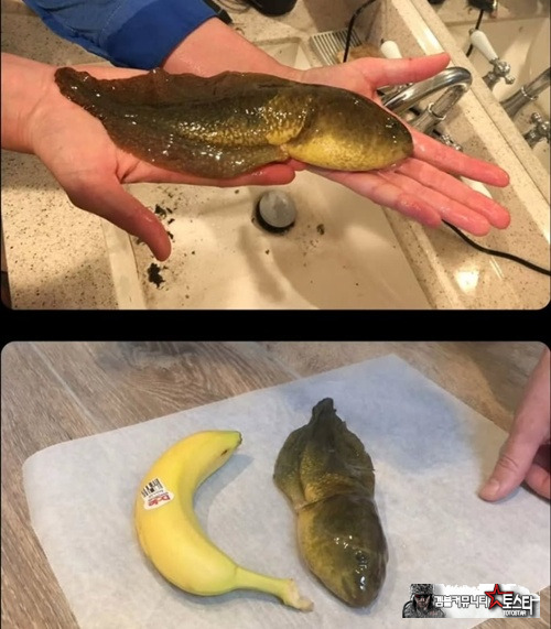 뭐지? 유전자 조작인가?
