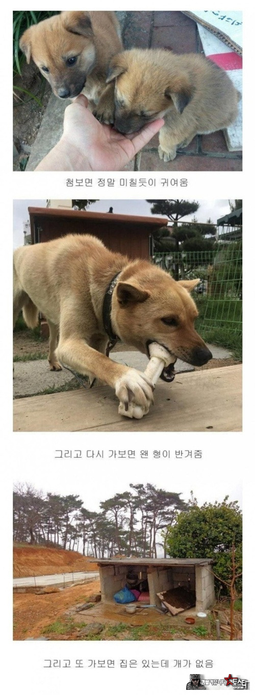 시골 강아지 특징
