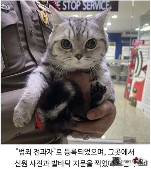 경찰 깨문 고양이