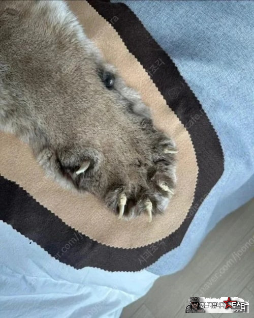 안파는게 없는 당근