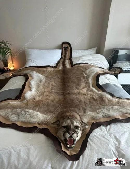 안파는게 없는 당근