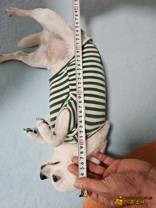 당근에 강아지 집 올려놨는데 당근에 강아지 집 올려놨는데