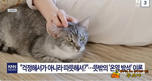 고양이답다 고양이답다