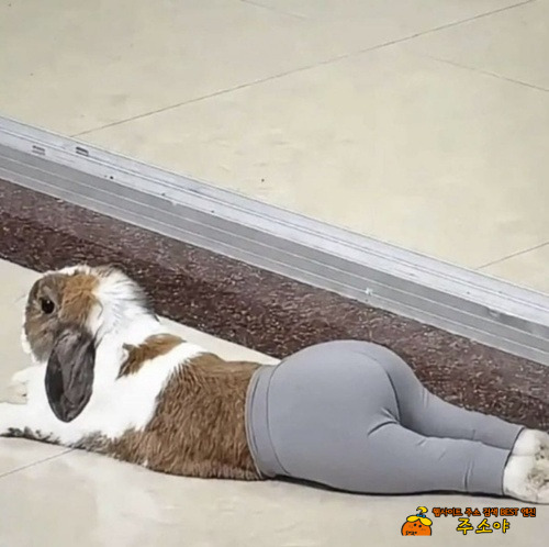 완전 사람 같네요 ㅋㅋㅋ 완전 사람 같네요 ㅋㅋㅋ